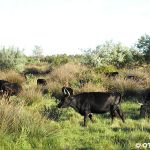 Stiere in der Camargue bei Arles