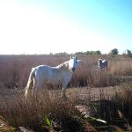 Wildpferde in der Camargue