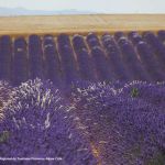 Lavendel-Felder in der Provence