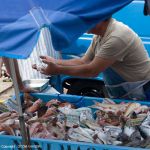 Fischverkauf am alten Hafen - Marseille