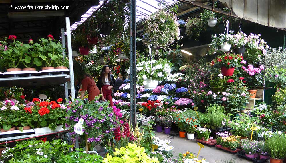 Blumenmarkt Paris Ile de la Cité