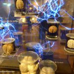 Gehirne - Musée de l'homme