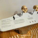 4 Millionen Jahre alte prähistorische Schädel